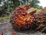 Native Palm Oil - Image 3